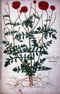 Papavero - in 