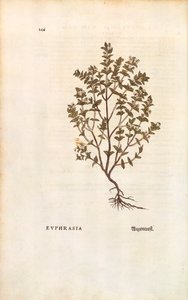 Eufrasia rossa (Euphrasia officinalis) di Leonhart Fuchs da De historia stirpium commentarii insignes (Notable Commentaries on the History of Plants), incisione colorata