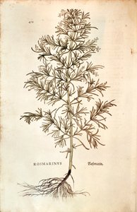 Rosmarino (Rosmarinus Officinalis)
