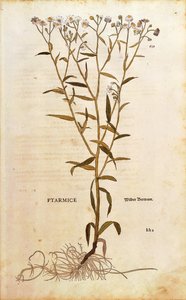 Achillea ptarmica (Ptarmice) da De historia stirpium commentarii insignes, incisione colorata da Leonhard Fuchs