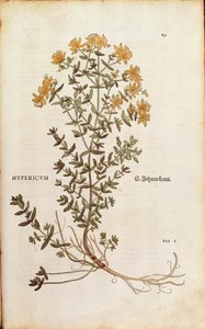 Iperico (Hypericum perforatum) di Leonhart Fuchs da De historia stirpium commentarii insignes (Notable Commentaries on the History of Plants), incisione colorata da Leonhard Fuchs