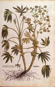 Elleboro puzzolente o Elleboro fetido - Helleborus foetidus (Helleborus niger adulterinus sylvestris) di Leonhart Fuchs da De historia stirpium commentarii insignes (Notable Commentaries on the History of Plants), incisione colorata da Leonhard Fuchs