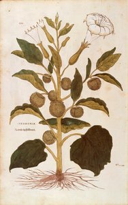 Stramonio - Datura stramonium (Stramonia) da De historia stirpium commentarii insignes, incisione colorata da Leonhard Fuchs
