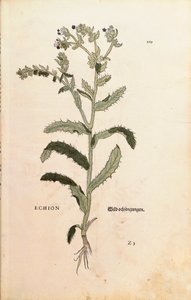 Erba viperina o erba azzurra - Echium vulgare (Echion) di Leonhart Fuchs da De historia stirpium commentarii insignes (Commentari notevoli sulla storia delle piante) incisione colorata