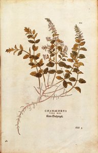 Germander murale - Teucrium chamaedrys (Chamaedrys vera mas) da De historia stirpium commentarii insignes, incisione colorata da Leonhard Fuchs