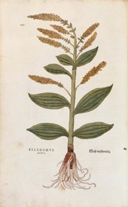 Elleboro bianco - Veratrum album (Elleborus albus) da De historia stirpium commentarii insignes, incisione colorata da Leonhard Fuchs