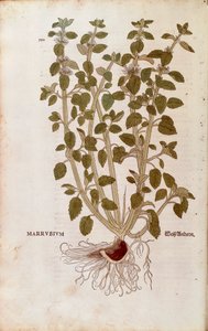 Marrubio bianco (Marrubium vulgare) di Leonhart Fuchs da De historia stirpium commentarii insignes (Commentari notevoli sulla storia delle piante) incisione colorata da Leonhard Fuchs