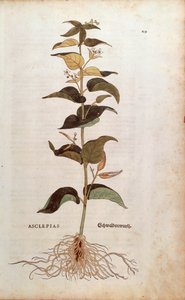 Cynanchum vincetoxicum (Asclepias) da De historia stirpium commentarii insignes da Leonhard Fuchs