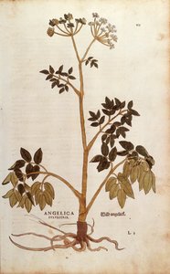 Angelica selvatica (Angelica sylvestris) di Leonhart Fuchs da De historia stirpium commentarii insignes, incisione colorata da Leonhard Fuchs