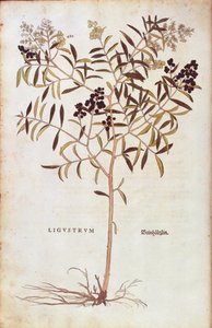 Ligustro selvatico (Ligustrum vulgare), da De historia stirpium commentarii insignes da Leonhard Fuchs