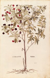 Ciliegio selvatico - Prunus avium (Cerasus) da De historia stirpium commentarii insignes, incisione colorata da Leonhard Fuchs