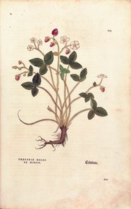 Fragaria vesca (Fragaria maior et minor) da De historia stirpium commentarii insignes da Leonhard Fuchs