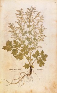Assenzio - Artemisia absinthium (Absinthium vulgare) da De historia stirpium commentarii insignes, incisione colorata da Leonhard Fuchs