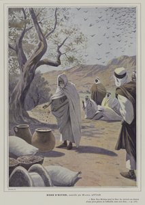 Illustrazione da Rose d