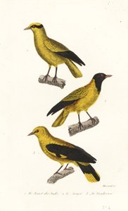 Specie di oriolo da Leopold Massard