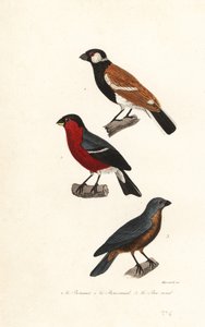 Specie di fringuello della Riunione, fringuello eurasiatico e grosbeak blu