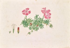 Garofano alpino (Dianthus alpinus) da Leopold von Stoll