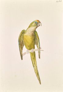 Pappagallo