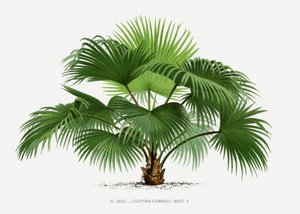  da Les Palmiers Histoire Iconographique