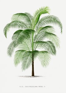  da Les Palmiers Histoire Iconographique