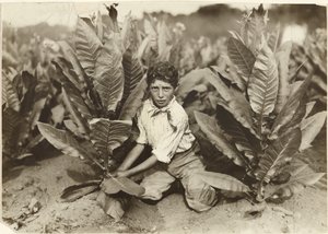 Un raccoglitore di dieci anni nella piantagione di tabacco di Gildersleeve da Lewis W. Hine