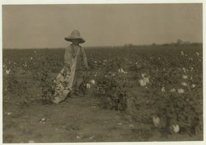 Willie Hesse di 5 anni raccoglie 15 libbre di cotone al giorno nella fattoria di 80 acri dei suoi genitori vicino a West, Texas, 1913