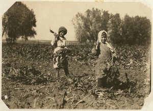 Amelia e Mary Luft, 9 e 12 anni, che tagliano barbabietole da zucchero in una fattoria vicino a Sterling, Colorado