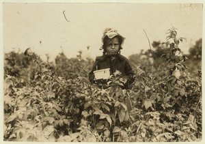 Annie Bissie raccoglie bacche nei campi vicino a Baltimora, Maryland, 1909 da Lewis Wickes Hine