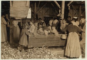 Bill May, 5 anni, che guadagna 15 centesimi al giorno, nel capannone di sgusciatura alla Barataria Canning Company, Biloxi, Mississippi, 1911
