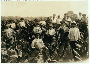 Fattoria di tabacco Goodrich, vicino a Gildersleeve, Connecticut, 1917