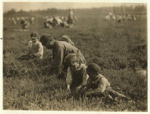 Jo Arnao 3, raccogliendo mirtilli con il fratello 6 e la sorella 9 a Whites Bog, Browns Mills, New Jersey, 1910 da Lewis Wickes Hine