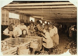 Rosy di 8 anni lavora 14 ore al giorno come sgusciatrice di ostriche alla Dunbar Cannery, Louisiana, 1911 da Lewis Wickes Hine