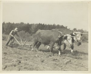 Scena rurale nel Maine centrale, si usano ancora molti buoi da Lewis Wickes Hine