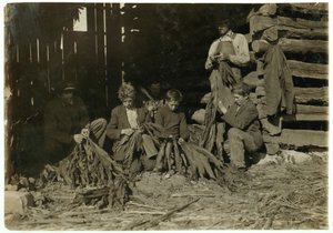 Figli di J.H. Burch di 12, 14 e 17 anni che spogliano il tabacco durante le ore scolastiche a Warren County, Rockfield, Kentucky, 1916