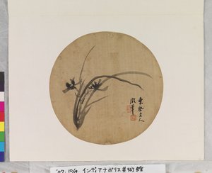 Orchidea in fiore