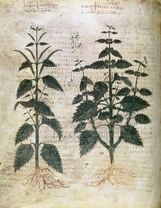 Erbari Ortiche (orties), VI secolo da Unbekannt Unbekannt