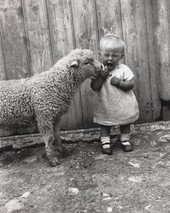 Agnello interessato allo spuntino di un bambino, c 1930s da Unbekannt Unbekannt