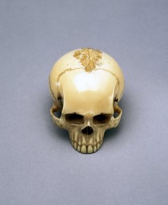 Modello di un teschio, probabilmente un netsuke, giapponese da Unbekannt Unbekannt
