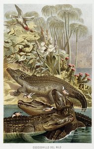 Coccodrilli del Nilo (Crocodilus nicoticus) - in "La Vita degli animali" di A.E. Brehm, Torino