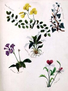 Fiori selvatici da Lili Cartwright