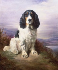 Royal, un Springer Spaniel tricolore da lavoro da Lilian Cheviot