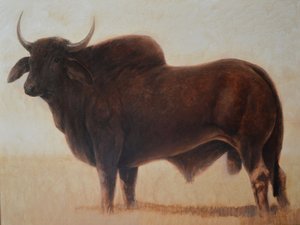 Toro Brahmino da Lincoln Seligman