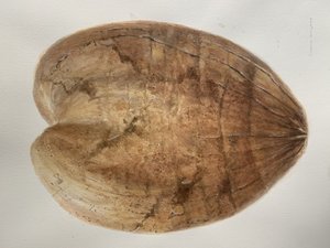 Cocco 1
