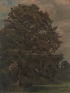 Studio di un frassino