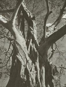 Albero di banyan da Lionel Wendt