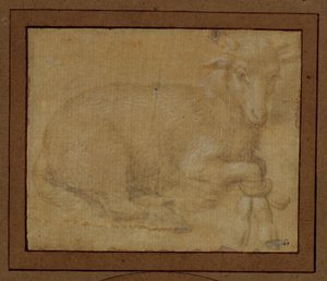 Studio di un agnello ... da Lorenzo di Credi