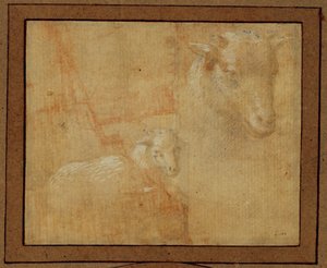 Studio di un agnello. Pennino d