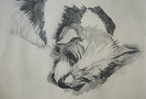 Jack Russel, 2015 da Lou Gibbs