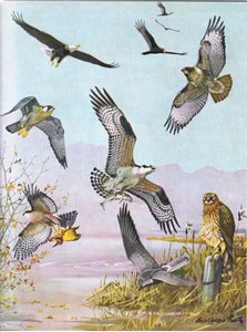 Aquila calva, Avvoltoio tartaruga, Falco coda rossa orientale, Falco anatra, Falco pescatore americano, Falco di palude da Louis Agassiz Fuertes