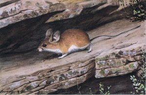 Il topo Pinion dalle grandi orecchie rappresenta il clan dai piedi bianchi nei canyon aspri del sud-ovest da Louis Agassiz Fuertes